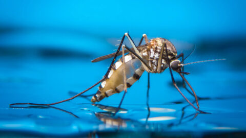 Photo of a mosquito drinking water