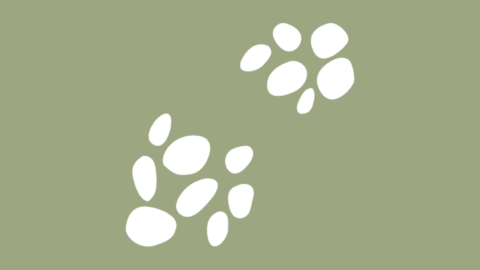 Shingles Icon (white on green background)